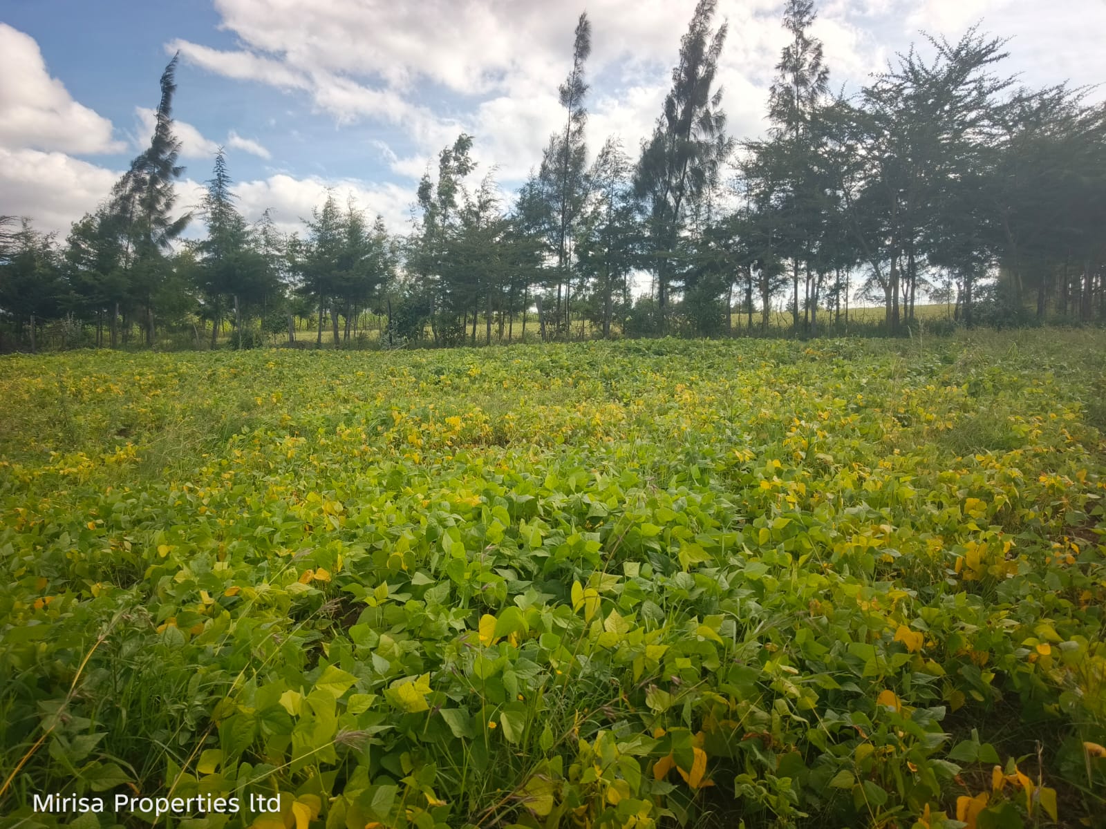2 Acres land for sale in Eore-Ekule Narok ideal for farming and residential development