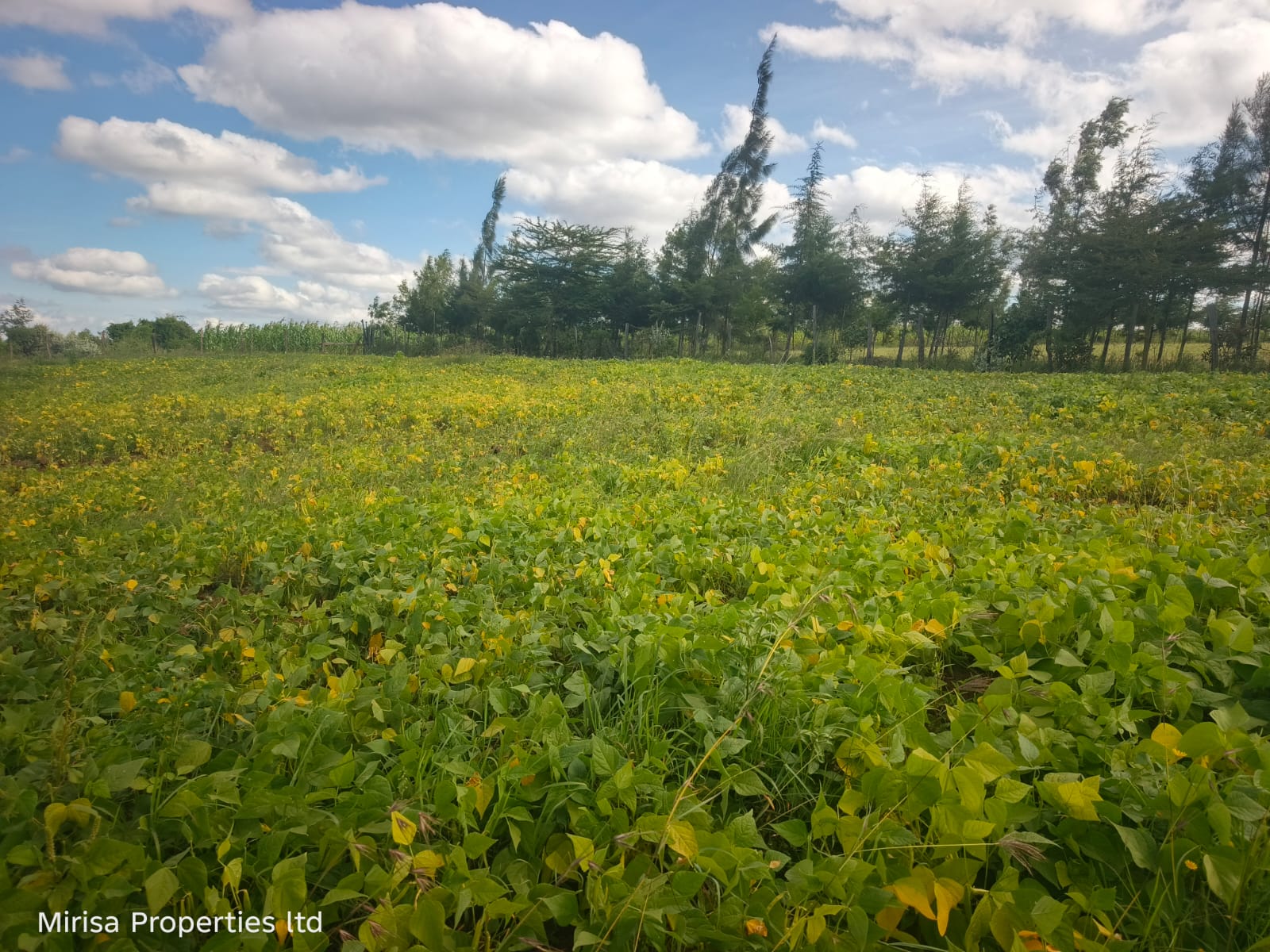 land for sale in Narok Eore-Ekule – fenced boundaries and open countryside