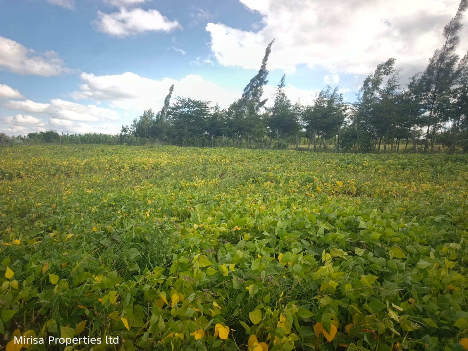 agricultural and residential land in Narok – Eore-Ekule site view