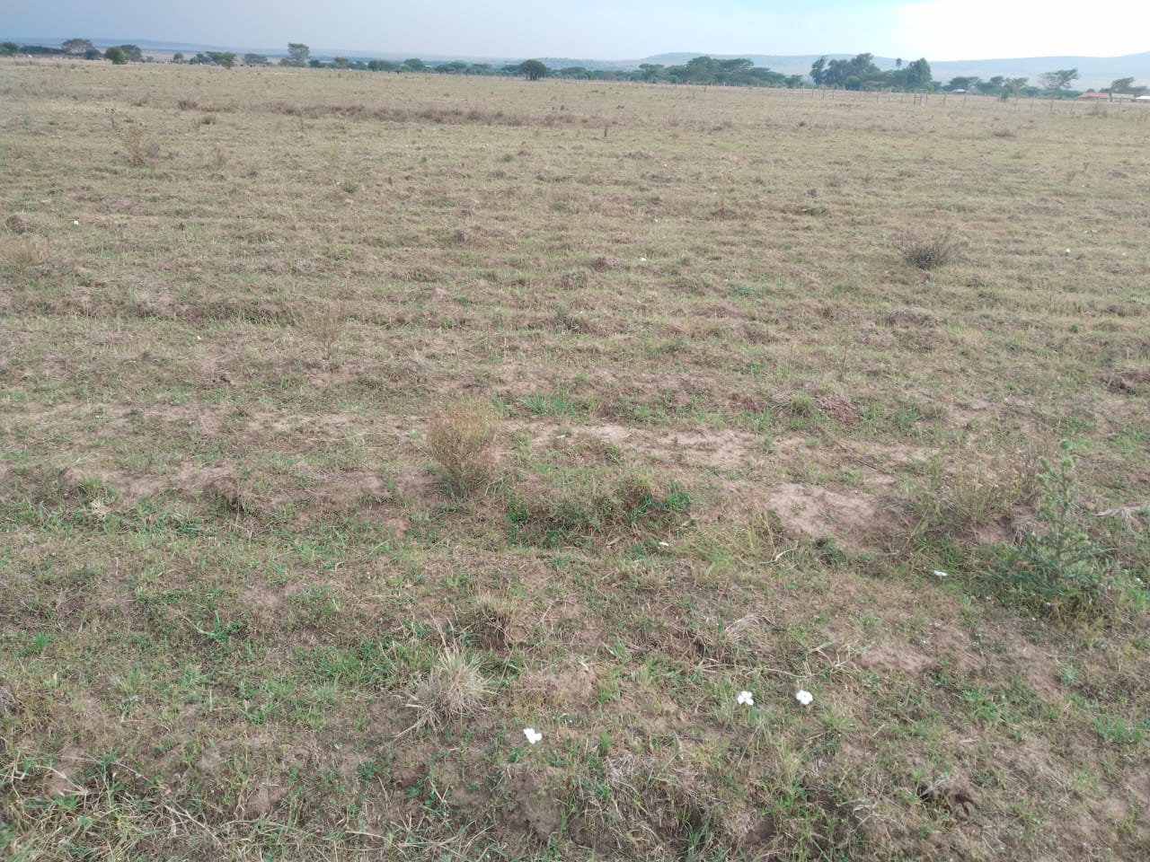 agricultural land Narok – Nkorinkori 60 acres maize wheat farming